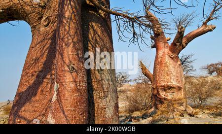 Le Baobab, Adansonia digitata, Kubu Island, mer Blanche de sel, Lekhubu, Makgadikgadi Pans National Park, Botswana, Africa Banque D'Images