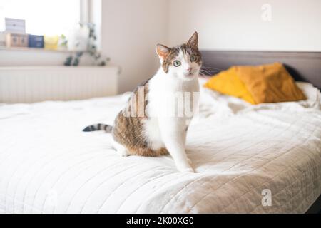 Magnifique chat noir et blanc regardant l'appareil photo dans le lit Banque D'Images