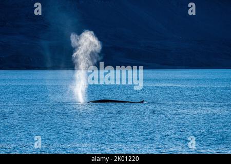 Petit rorqual dans la mer du nord du Spitsbergen Banque D'Images