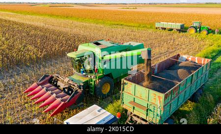 Vue ci-dessus du transbordement de la récolteuse agricole, de la moissonneuse-batteuse à la remorque, déchargement du tournesol récolté. Banque D'Images