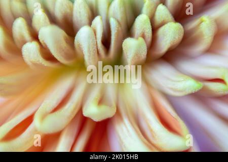 Gros plan extrême des pétales d'un dahlia blanc pastel Banque D'Images