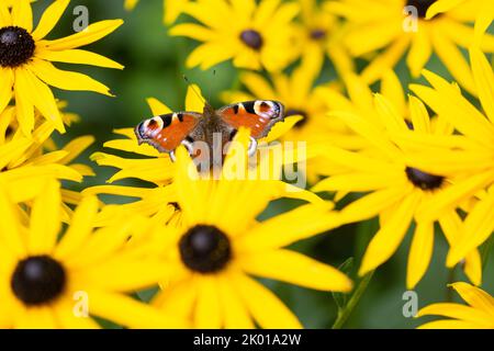 Jaune de la fin de l'été rudbeckia fleurs avec paon papillon - Royaume-Uni Banque D'Images