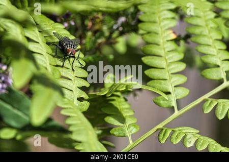 La chair vole sur une feuille verte avec lumière et ombre. Pattes poilues en noir et gris. Alimentation des insectes. Prise de vue macro d'un vol Banque D'Images