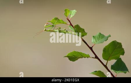 Insecte prédateur de la mante européenne - Mantis religiosa - sur une branche de brousse, portrait en gros plan dans l'habitat naturel Banque D'Images