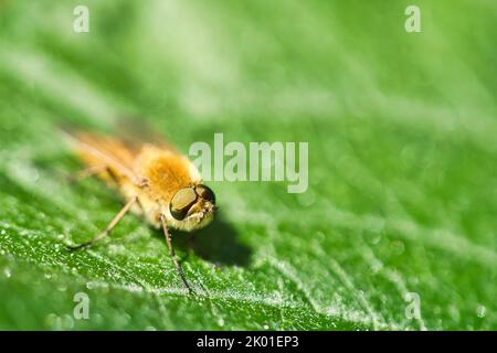 Les anneaux volent sur une feuille verte. Soleil sur l'insecte. Photo macro de petits animaux Banque D'Images