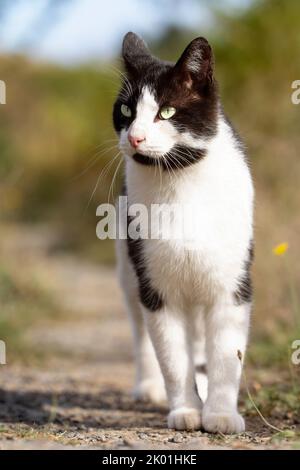 chat noir et blanc, jeune, marchant dans la brousse en regardant l'horizon. copier l'espace Banque D'Images