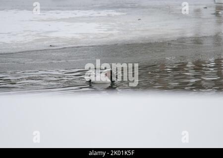 Canard sur un lac d'hiver gelé Banque D'Images