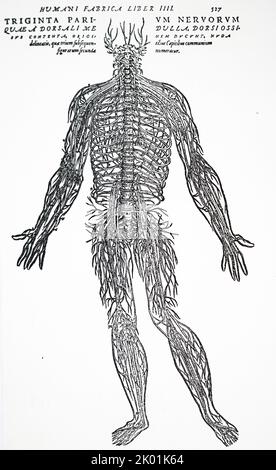 Le système nerveux. De Andreas Vesalius de Humani Corporis Fabrica, Bâle, 1543. Banque D'Images