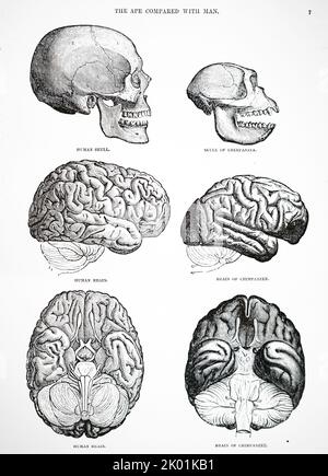 Crânes et cerveaux humains et chimpanzés. Banque D'Images