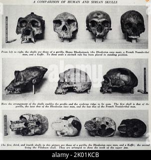 Comparaison des crânes humains et Simian. Banque D'Images