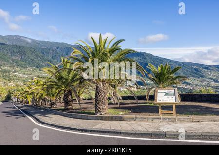 Palmiers près du boulevard dans la ville de Santa Cruz à la Palma, îles Canaries, Espagne Banque D'Images