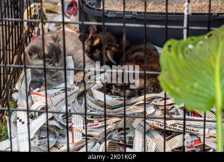 Chats en cage dormant sur le sol avec des bandes de journaux attendant d'être adopté Banque D'Images