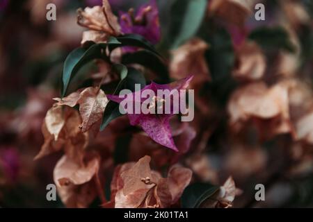 Gros plan des fleurs de Bougainvillea violettes et séchées à Bodrum Turkey Banque D'Images