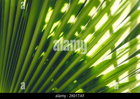 vue rapprochée de la feuille de palmier verte avec lumière du soleil - fond vert et texture Banque D'Images