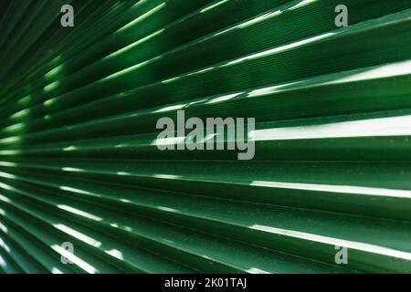 vue rapprochée de la feuille de palmier verte avec lumière du soleil - fond vert et texture Banque D'Images