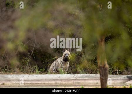 Hyena à rayures sauvages se dirige vers le contact visuel près du trou d'eau sur fond vert naturel pendant le safari dans la jungle en plein air dans la forêt de réserve de léopards de jhalana Banque D'Images