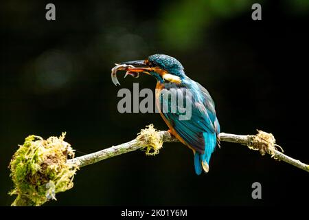 Un gros plan d'un kingfisher commun (Alcedo atthis) perché sur une branche avec un poisson dans son bec Banque D'Images