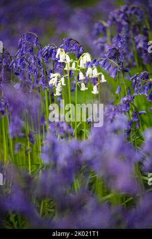 Bleuets blancs croissant parmi les cloches dans les bois feuillus, Newbury, Berkshire, Angleterre, Royaume-Uni, Europe Banque D'Images