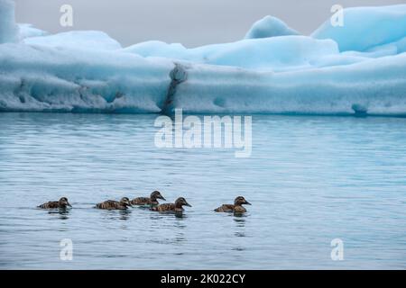 Canards d'Eider nageant parmi les icebergs dans la lagune glaciaire de Jokulsarlon, Islande, août 2022 Banque D'Images