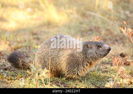 Marmotte alpine - Marmota marmota - assis dans l'herbe Banque D'Images