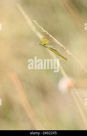 Insecte Mantis religiosa sur une lame d'herbe sur un pré d'été Banque D'Images