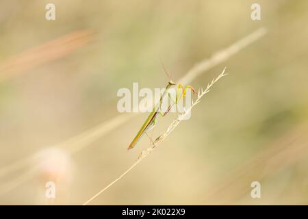 Insecte Mantis religiosa sur une lame d'herbe sur un pré d'été Banque D'Images