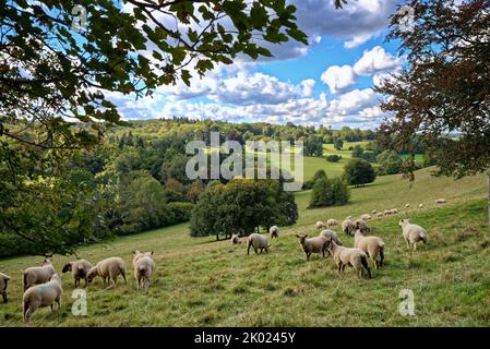 Moutons paître dans la campagne à Ranmore Common à la fin d'un jour d'été dans le Surrey Hills Angleterre Royaume-Uni Banque D'Images