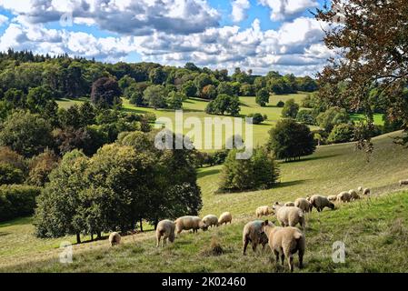 Moutons paître dans la campagne à Ranmore Common à la fin d'un jour d'été dans le Surrey Hills Angleterre Royaume-Uni Banque D'Images