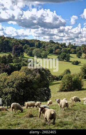 Moutons paître dans la campagne à Ranmore Common à la fin d'un jour d'été dans le Surrey Hills Angleterre Royaume-Uni Banque D'Images
