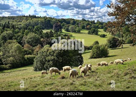 Moutons paître dans la campagne à Ranmore Common à la fin d'un jour d'été dans le Surrey Hills Angleterre Royaume-Uni Banque D'Images