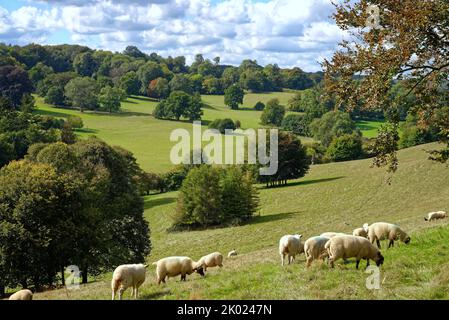 Moutons paître dans la campagne à Ranmore Common à la fin d'un jour d'été dans le Surrey Hills Angleterre Royaume-Uni Banque D'Images