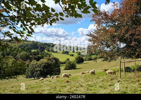 Moutons paître dans la campagne à Ranmore Common à la fin d'un jour d'été dans le Surrey Hills Angleterre Royaume-Uni Banque D'Images