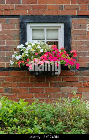 Une boîte de fenêtre contre un cadre en bois et un vieux mur de briques rouges contenant des Impatiens rouges et blancs fleuris, Busy Lizzies Banque D'Images