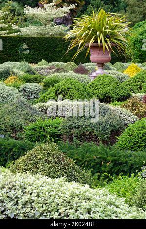 Arbustes à feuilles persistantes mixtes dans le jardin clos de Parterre aux jardins de RHS Wisley Surrey, Angleterre, Royaume-Uni Banque D'Images