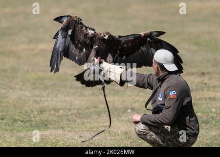 Aigle d'or lors de la compétition de chasse Salburun aux Jeux mondiaux de nomade de 2018 au Kirghizistan. Banque D'Images