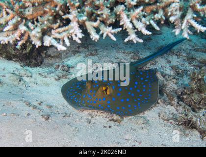 Une raie à archicotes (Taeniura lymma) sur le fond marin sous un corail de table Banque D'Images