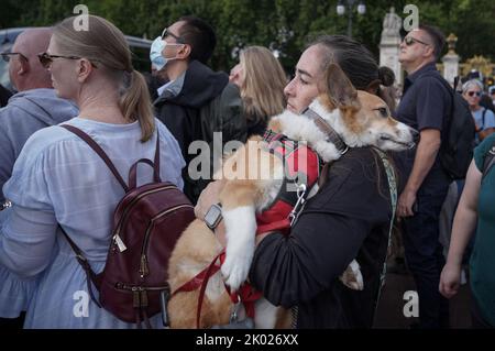 Londres, Royaume-Uni. 9th septembre 2022. Fan royal avec l'animal Corgi dans la foule devant les portes du Palais de Buckingham après l'annonce de la mort d'Elizabeth II, reine du Royaume-Uni, qui est décédée jeudi soir au château de Balmoral. Credit: Guy Corbishley/Alamy Live News Banque D'Images