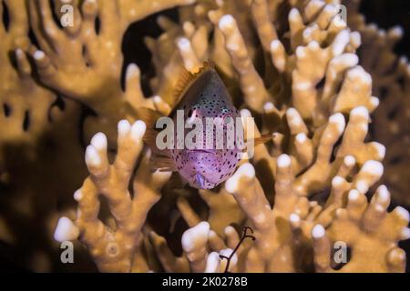 Un gros plan d'un poisson-faucon (Paracirrhites forsteri) sur un corail de feu faisant face à la caméra avec une couleur brun rougeâtre et des taches sombres Banque D'Images