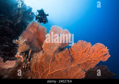 Un fan de mer géant (Anella mollis) avec un plongeur en arrière-plan tenant une caméra Banque D'Images