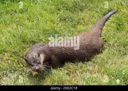 Otter (lutra lutra) programme de reproduction en captivité, chien de fond brun pâleur de fourrure comme le visage long corps mince long queue épaisse pieds de bande petites oreilles Banque D'Images