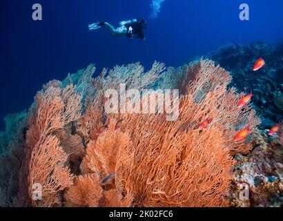 Ventilateurs de mer géants (Anella mollis) avec quelques poissons d'anthia et un plongeur de plongée en arrière-plan Banque D'Images