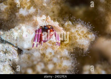 Macro d'une petite couleur rouge vif et violet ermit crabe peeking hors de sa coquille Banque D'Images