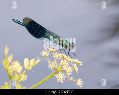 Perching mâle Banded Demoiselle (Calopteryx splendens) sur le canal Staffs & Worcs, Wolverhampton, Royaume-Uni Banque D'Images