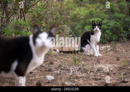 deux chats noirs et blancs tuxedo isolés à l'extérieur sur majorque, espagne Banque D'Images