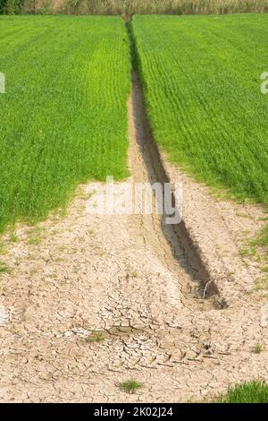 Champ de blé avec de vastes zones improductives - concept de la famine Banque D'Images