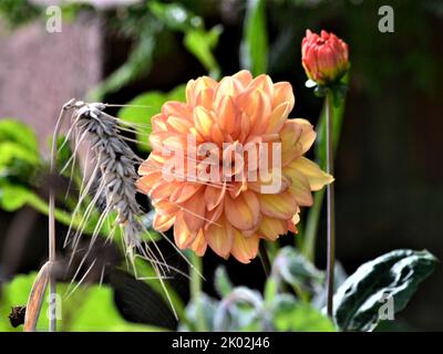 Fleur de Dahlia pêche en fleur Banque D'Images