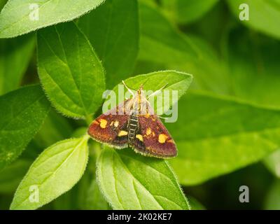 Papillon de menthe / petit violet et or (pyrausta aurata) Banque D'Images