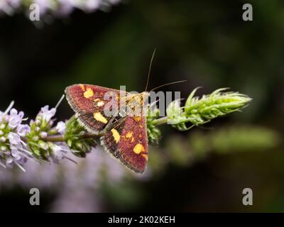 Menthe / petite Violet & Or (Pyrausta aurata) au repos sur la menthe du jardin Banque D'Images