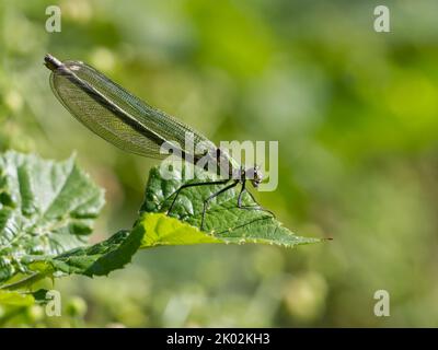 Perching femelle Banded Demoiselle (Calopteryx splendens) sur le canal Staffs & Worcs, Wolverhampton, Royaume-Uni Banque D'Images