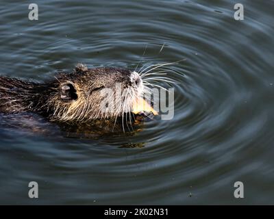 Un gros plan d'un cute nutria (Myocastor coypus) nageant Banque D'Images